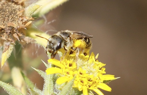 iNaturalist observation photo of Ligated Furrow Bee