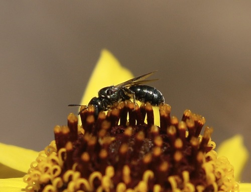 iNaturalist observation photo of Bees