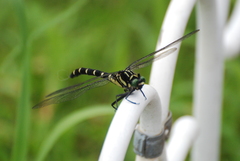 Sieboldius albardae