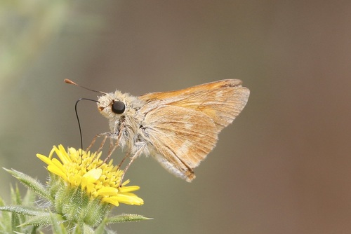 iNaturalist observation photo of Woodland Skipper