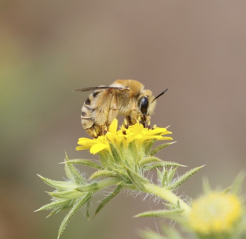 iNaturalist observation photo of Pomona Longhorn