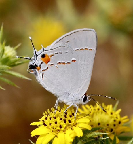 iNaturalist observation photo of Gray Hairstreak