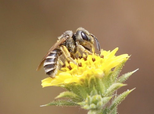 iNaturalist observation photo of Ligated Furrow Bee