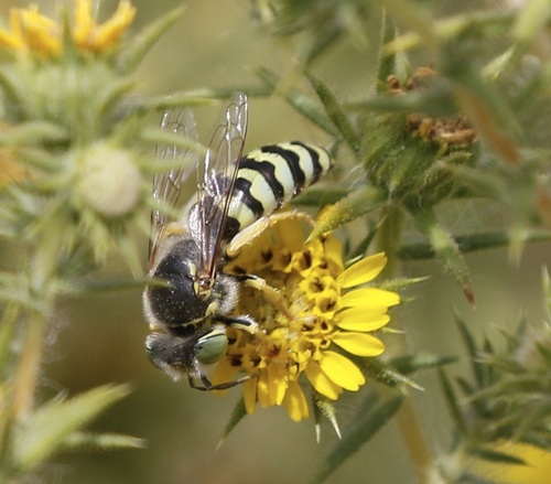 iNaturalist observation photo of American Sand Wasp