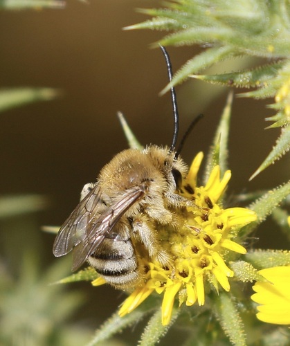 iNaturalist observation photo of Pomona Longhorn