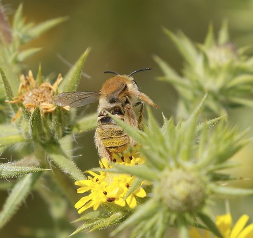 iNaturalist observation photo of Pomona Longhorn