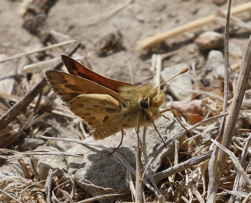 iNaturalist observation photo of Sandhill Skipper