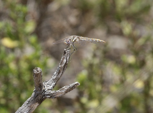 iNaturalist observation photo of Variegated Meadowhawk