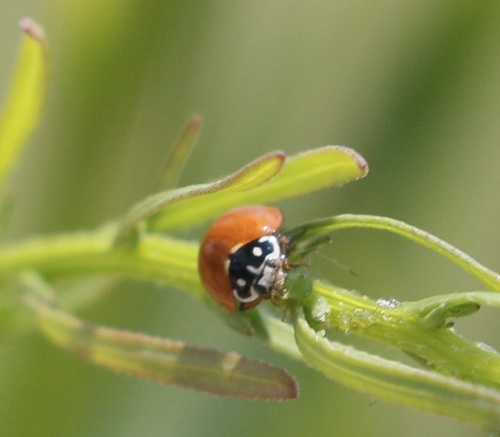iNaturalist observation photo of Spotless Lady Beetle