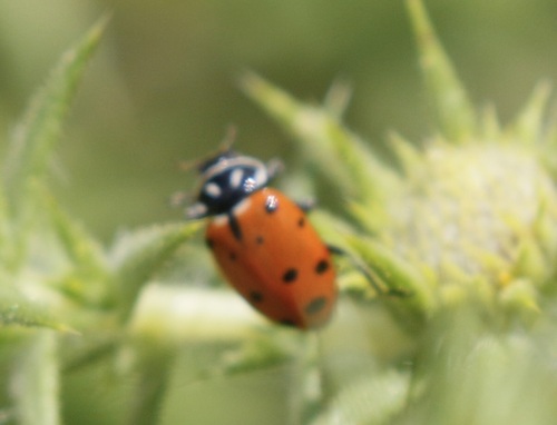 iNaturalist observation photo of Convergent Lady Beetle