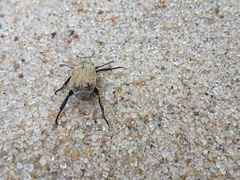 Hoplia parvula