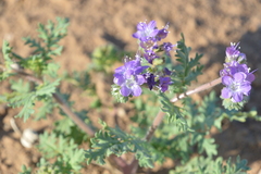Phacelia popei