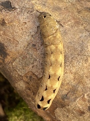 Noctuinae