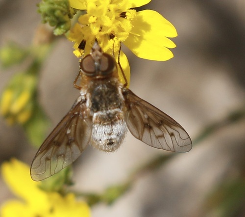 iNaturalist observation photo of banded bee flies