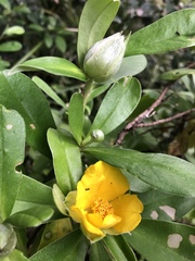 Hibbertia scandens