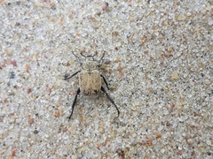 Hoplia parvula