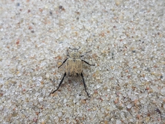 Hoplia parvula