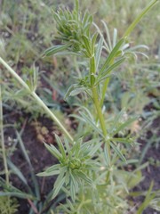 Galium aparine