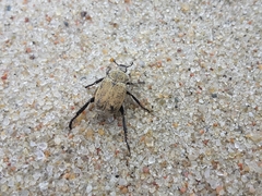 Hoplia parvula
