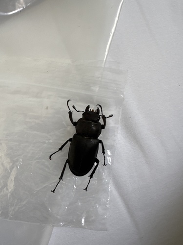 Lucanus dybowski dybowski