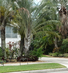Dypsis decaryi