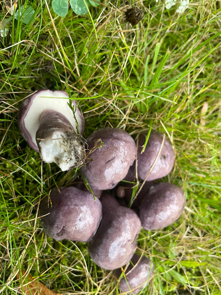 Violet Gray Bolete