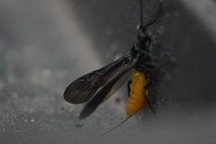 Braconinae