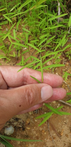 Schizachyrium brevifolium observed 2026-08-11