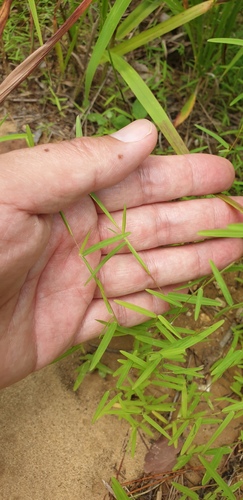 Schizachyrium brevifolium observed 2026-08-11