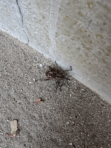 Sipalinus gigas