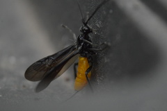 Braconinae