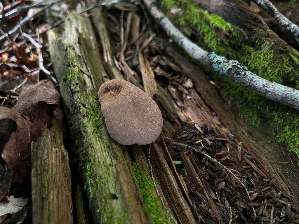 Lycoperdon subincarnatum · August 2026 · photo: Photo: (c) Frédérique, some rights reserved (CC BY) · iNaturalist