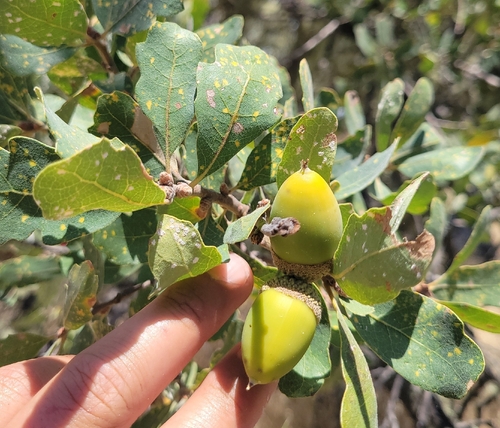 iNaturalist observation photo of Dumosae