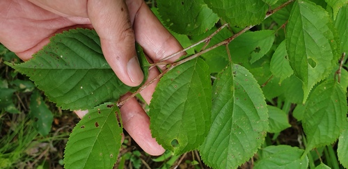 Prunus leveilleana observed 2026-08-11