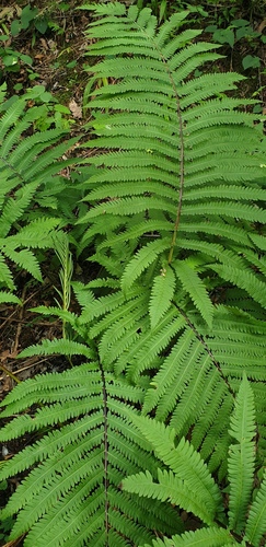 Pentarhizidium orientale observed 2026-08-11