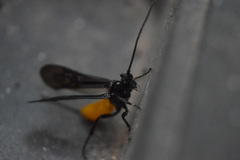 Braconinae