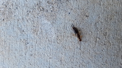 Forficula auricularia