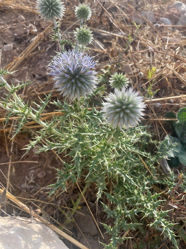 southern globe thistle