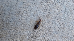 Forficula auricularia