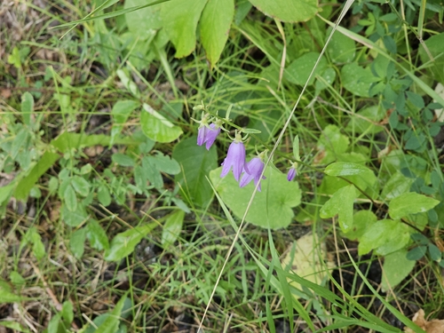 Creeping Bellflower
