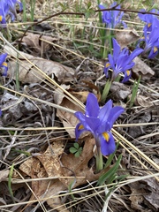 Iris verna smalliana
