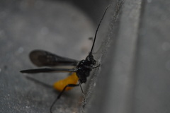 Braconinae