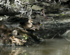 Anas flavirostris