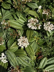 Viburnum davidii