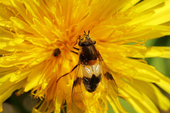 Leucozona lucorum