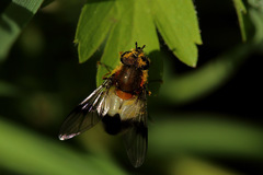 Leucozona lucorum