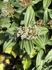 Viburnum davidii