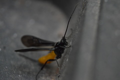 Braconinae