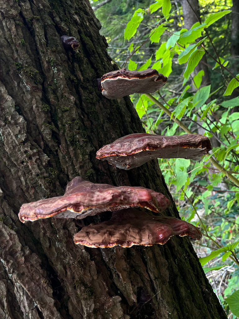 hemlock varnish shelf · August 2026 · photo: Photo: (c) Frédérique, some rights reserved (CC BY) · iNaturalist