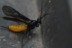 Braconinae